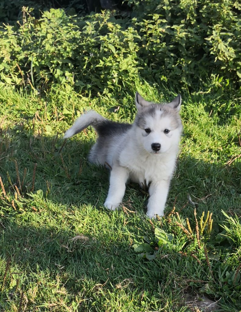 De La Plaine Des Sages - Chiots disponibles - Alaskan Malamute