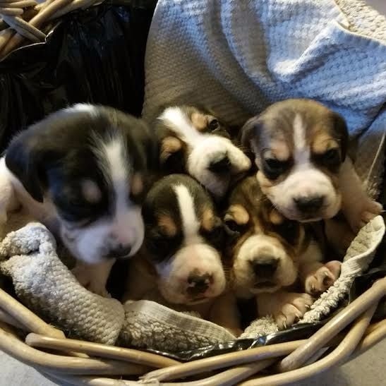 Chiot Beagle De La Plaine Des Sages