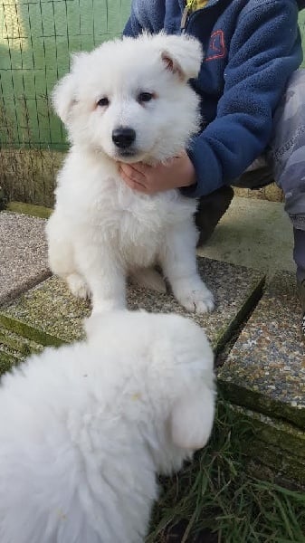 De La Plaine Des Sages - Chiots disponibles - Berger Blanc Suisse