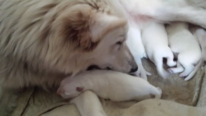 De La Plaine Des Sages - Berger Blanc Suisse - Portée née le 19/03/2015