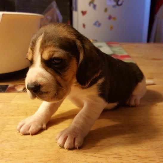 De La Plaine Des Sages - Chiots disponibles - Beagle