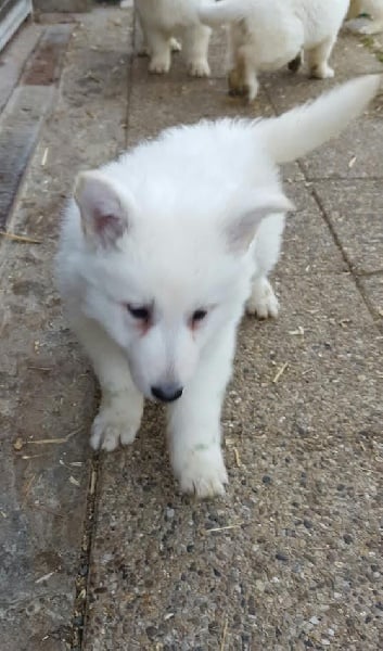 De La Plaine Des Sages - Chiots disponibles - Berger Blanc Suisse