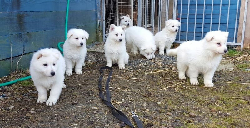 De La Plaine Des Sages - Berger Blanc Suisse - Portée née le 20/12/2016