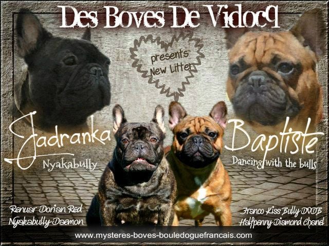 Des Boves De Vidocq - Naissance des bébés de Jadranka (pedigree étranger)