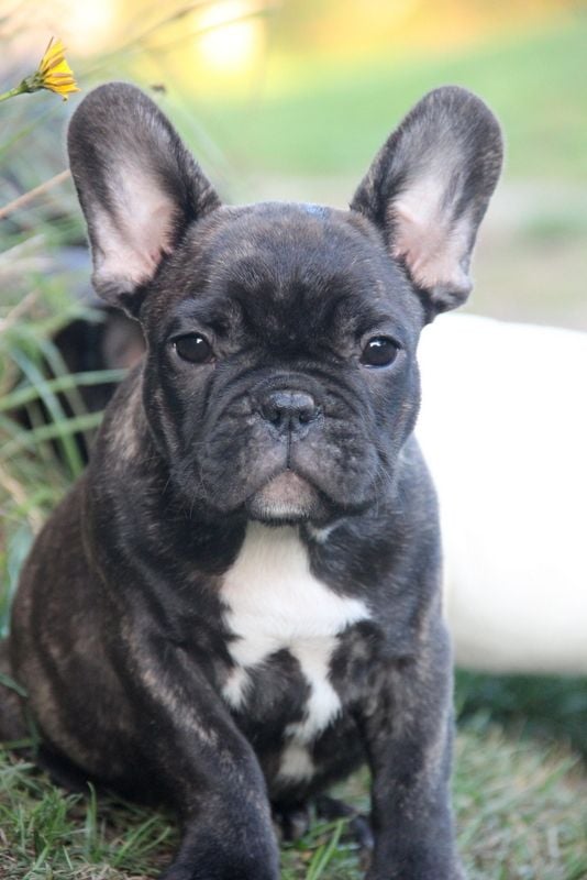 Des Boves De Vidocq - Chiots disponibles - Bouledogue français