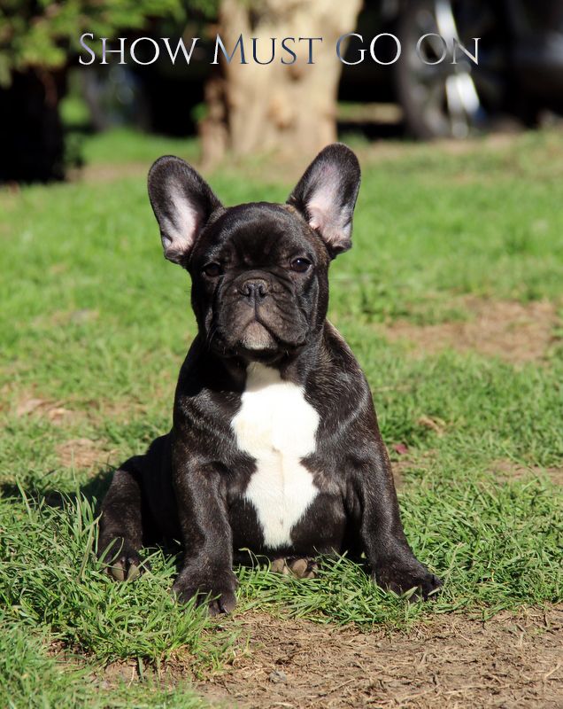 Des Boves De Vidocq - Chiots disponibles - Bouledogue français