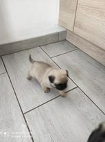 des portes de la champagne - Chiots disponibles - Carlin