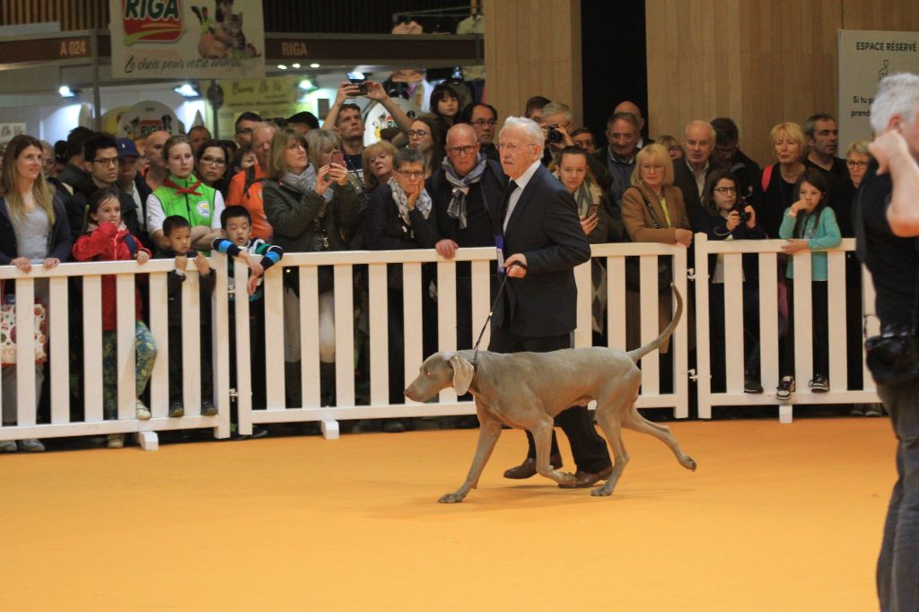 du bois de la haie heudier - Jason Classe Champion C.G.A.