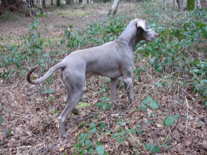 du bois de la haie heudier - Polminhac Excellent en Field