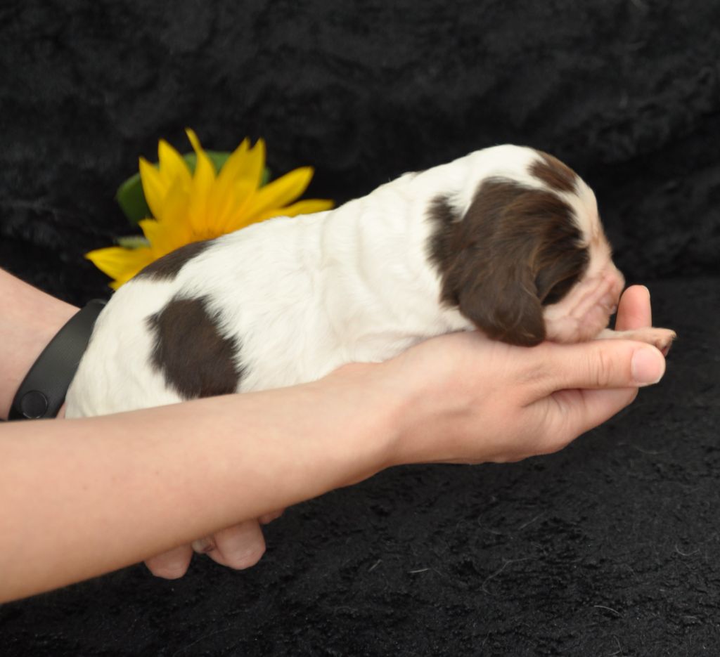 Du petit coin tranquil - Chiots disponibles - English Springer Spaniel