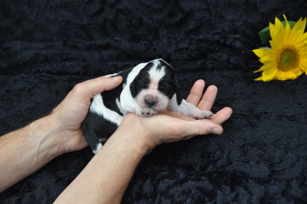 Du petit coin tranquil - Chiots disponibles - English Springer Spaniel