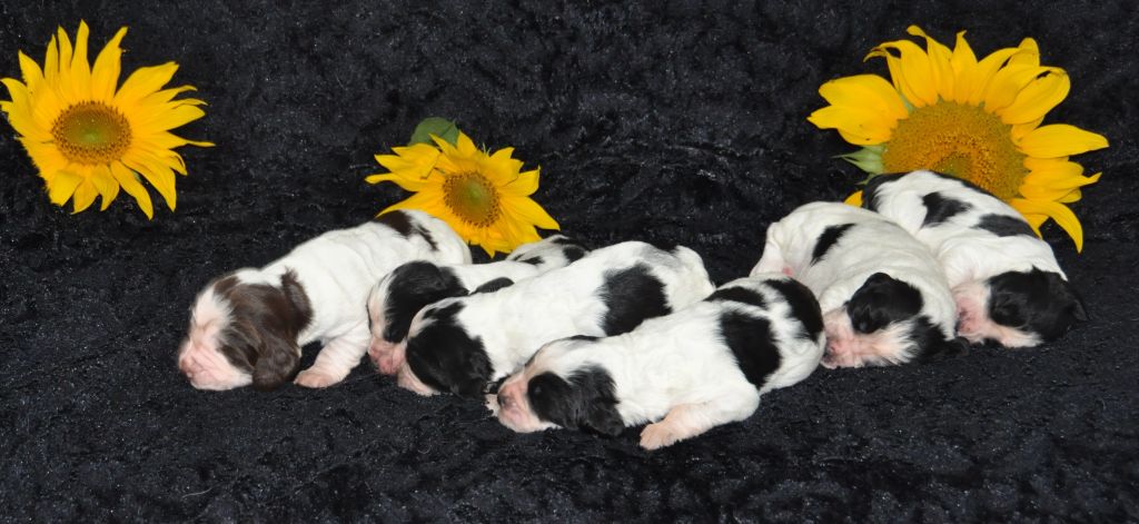 Chiot English Springer Spaniel Du petit coin tranquil