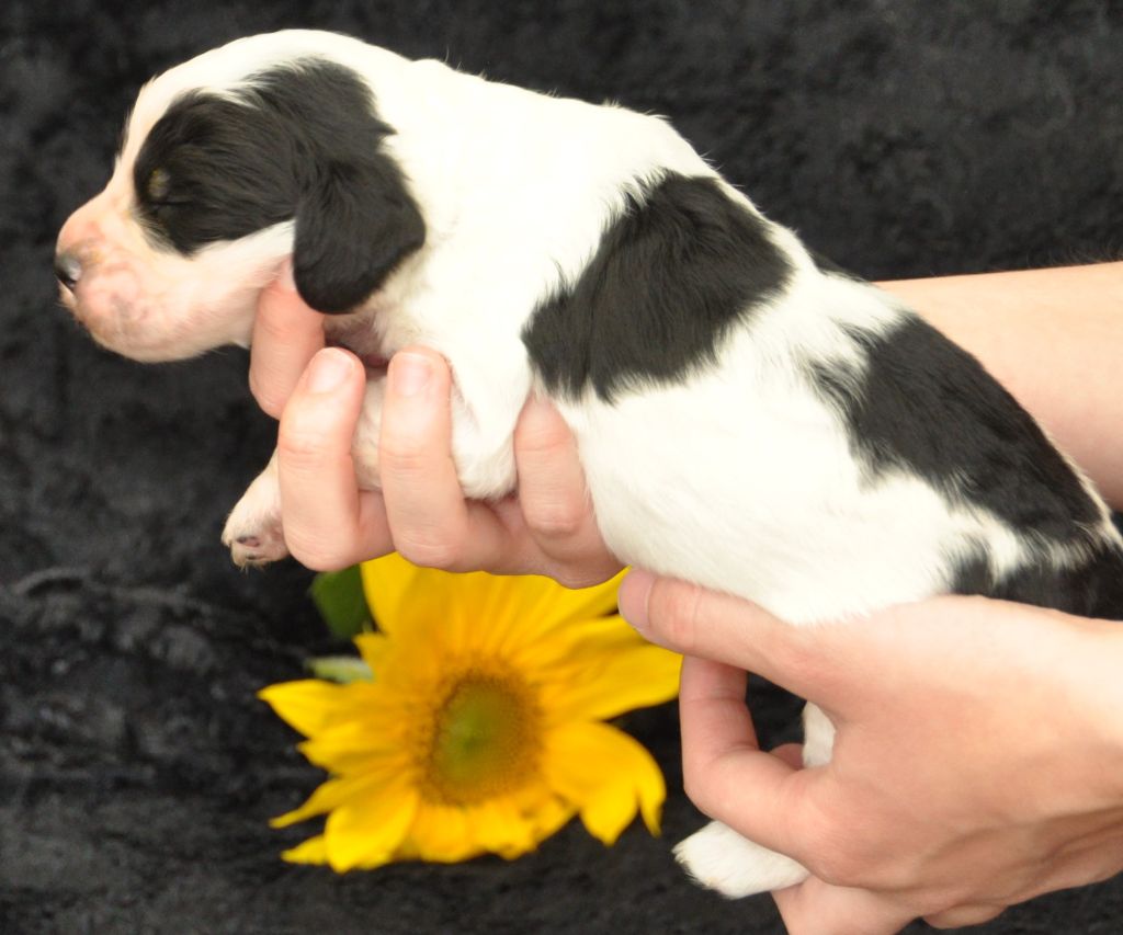 Du petit coin tranquil - Chiots disponibles - English Springer Spaniel