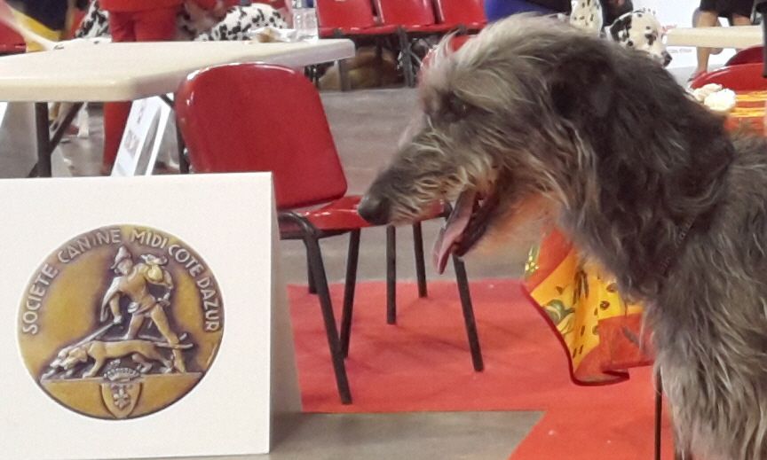 International Dog Show - 08/05/19 Martigues