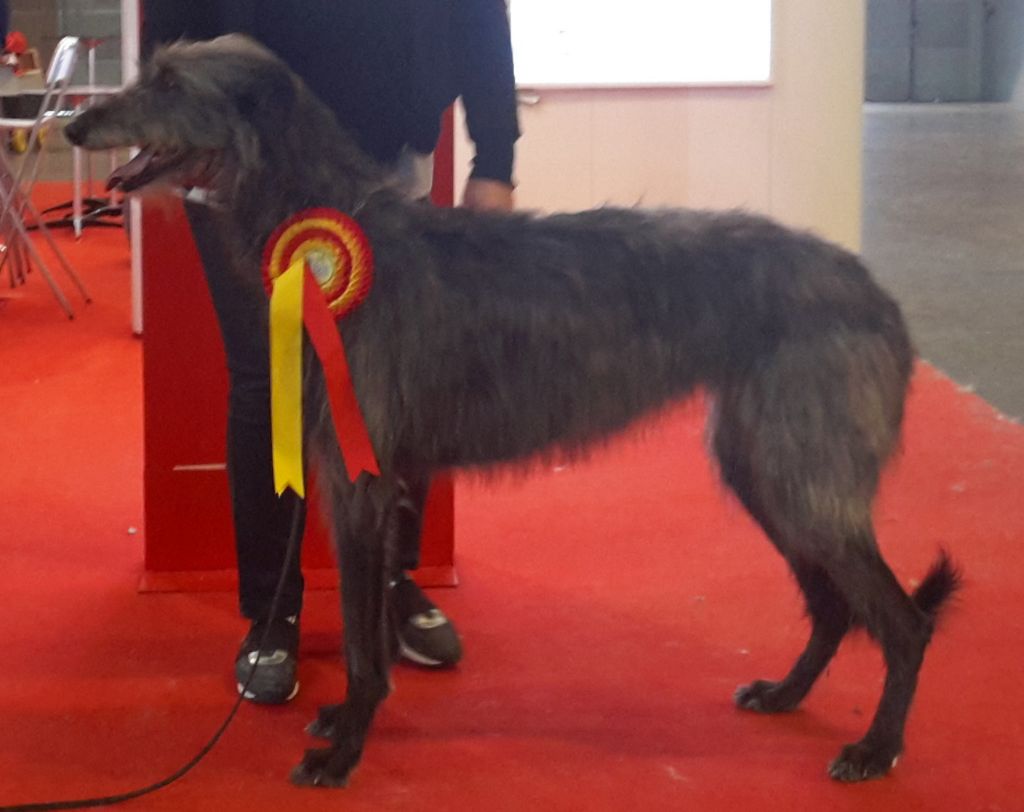 International Dog Show - 08/05/19 Martigues