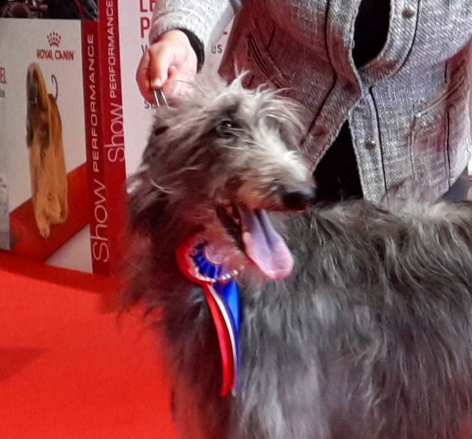 National Dog Show - 24/11/18 Marseille