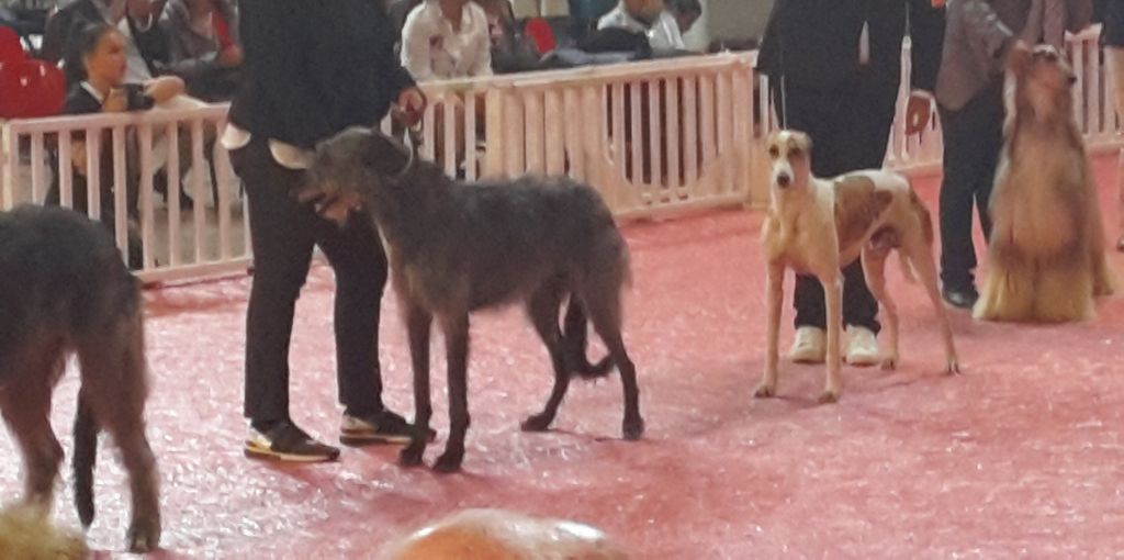 International Dog Show - 08/05/19 Martigues