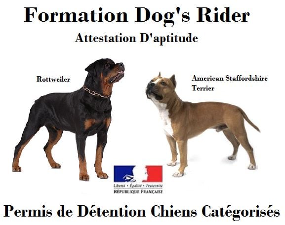 Dog's Rider  - Permis de detention "Attestation D'aptitude"