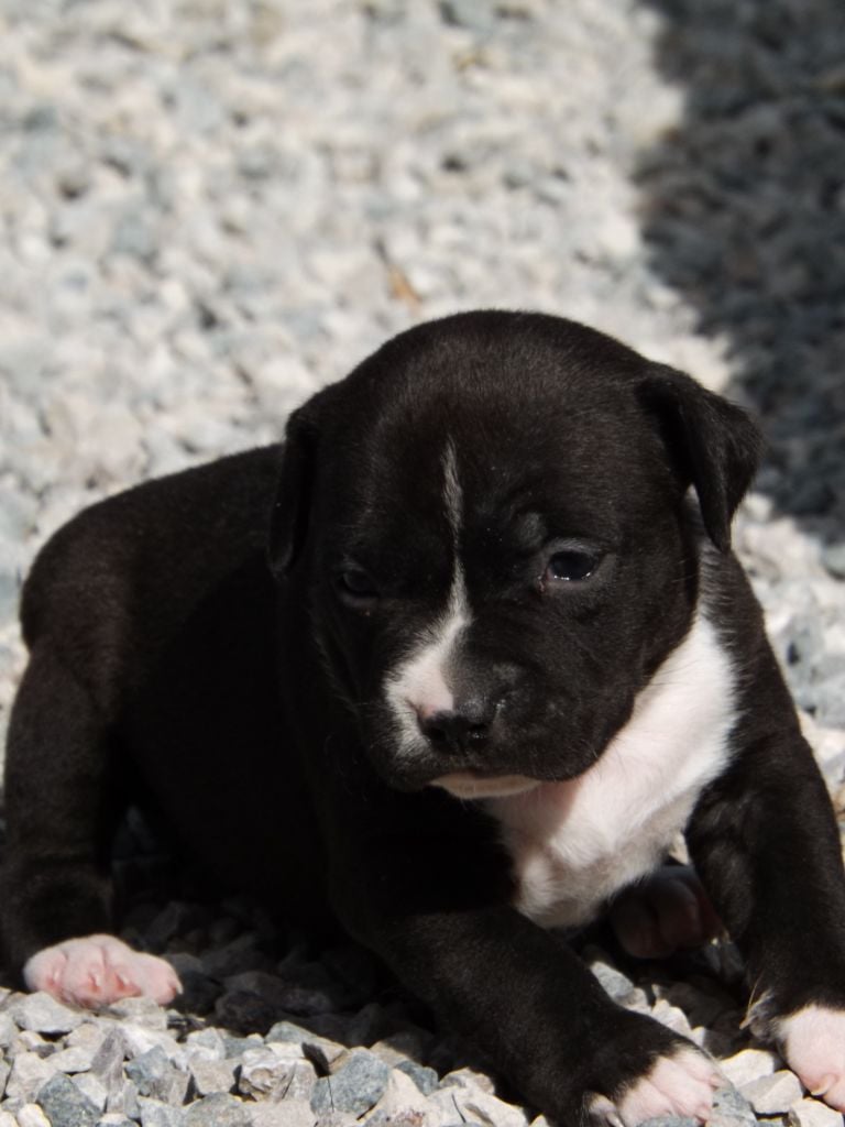 Dog's Rider  - Chiots disponibles - American Staffordshire Terrier