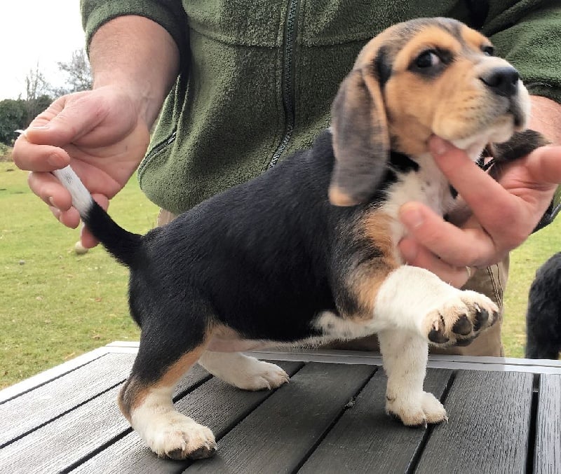 Du Petit Cardine - Beagle - Portée née le 13/12/2016