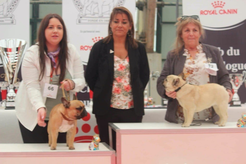 Du Val De Capsil - Chiots disponibles - Bouledogue français