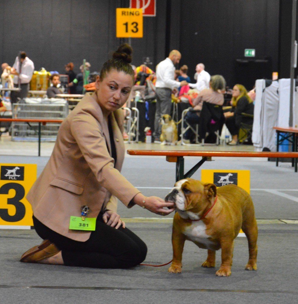 Myally Bulldog - Luxembourg Dogshow