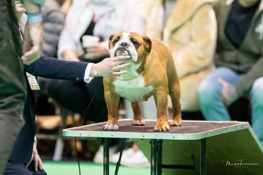 Myally Bulldog - CRUFTS 2020