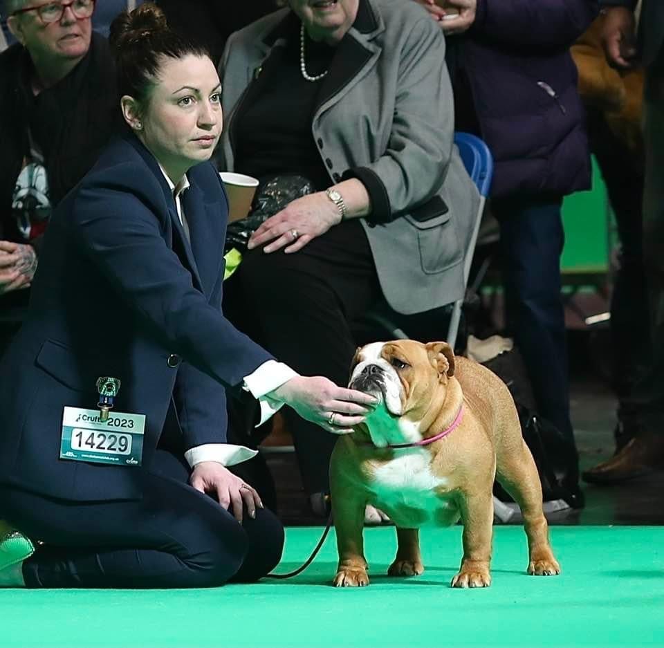 Myally Bulldog - CRUFTS 2023