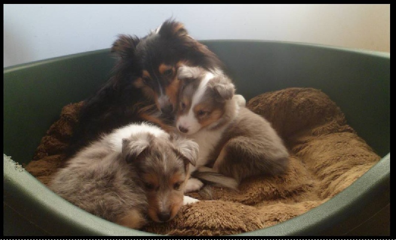 Of Lovely Fairy Blue - Shetland Sheepdog - Portée née le 24/10/2012