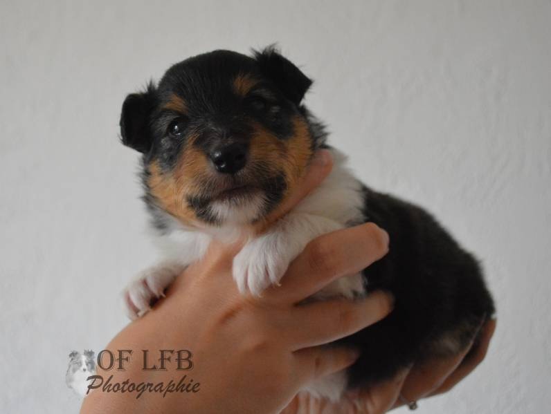 Of Lovely Fairy Blue - Shetland Sheepdog - Portée née le 20/05/2013