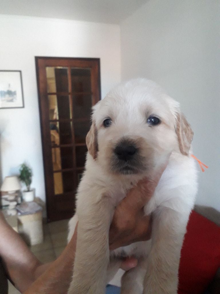 Babenby's - Chiots disponibles - Golden Retriever