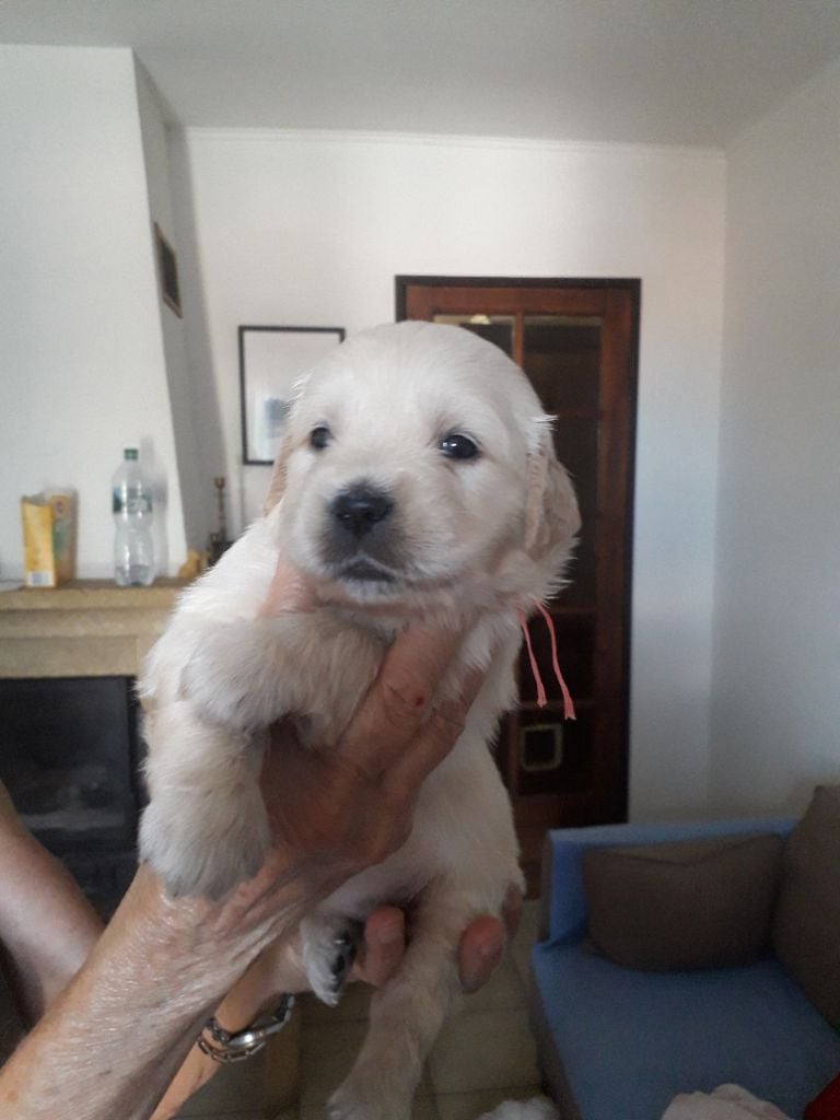 Babenby's - Chiots disponibles - Golden Retriever