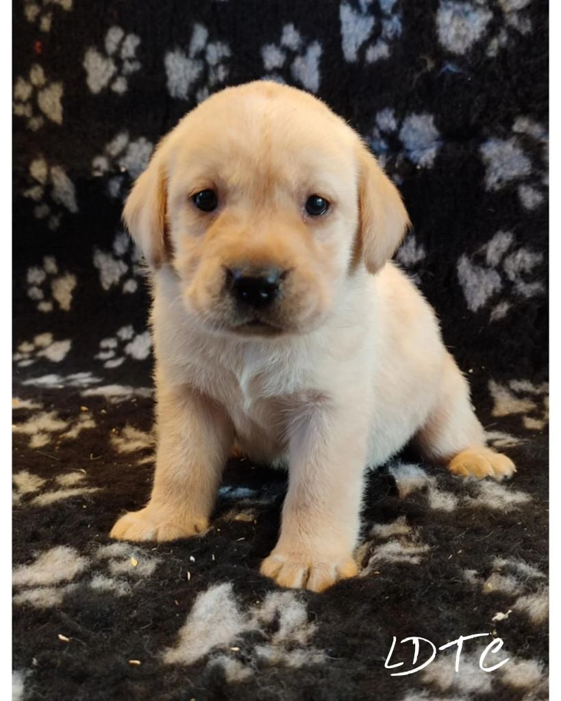 De L'Amour Des Trois Chocolats - Chiots disponibles - Labrador Retriever