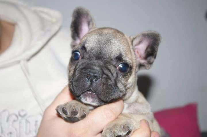 Chiot Bouledogue français De La Tribull Des Bouledingues