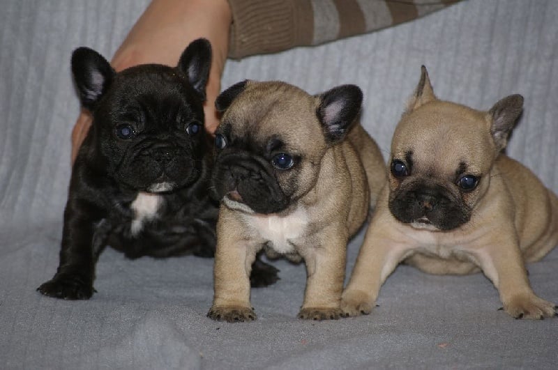 Chiot Bouledogue français De La Tribull Des Bouledingues