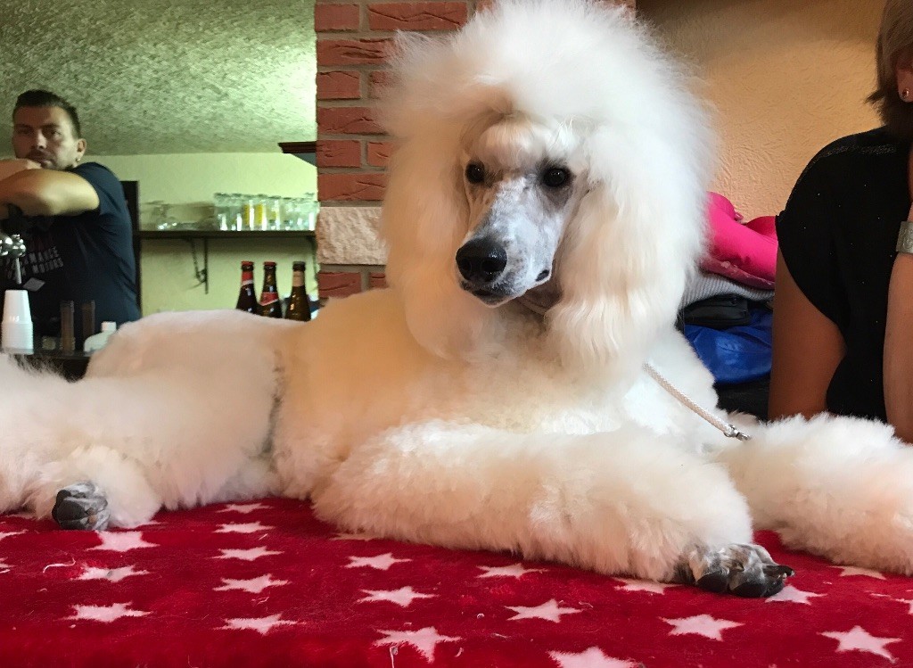 Kasa Give 'n' Kiss - Best in Show junior Spéciale Caniche de Belgique 