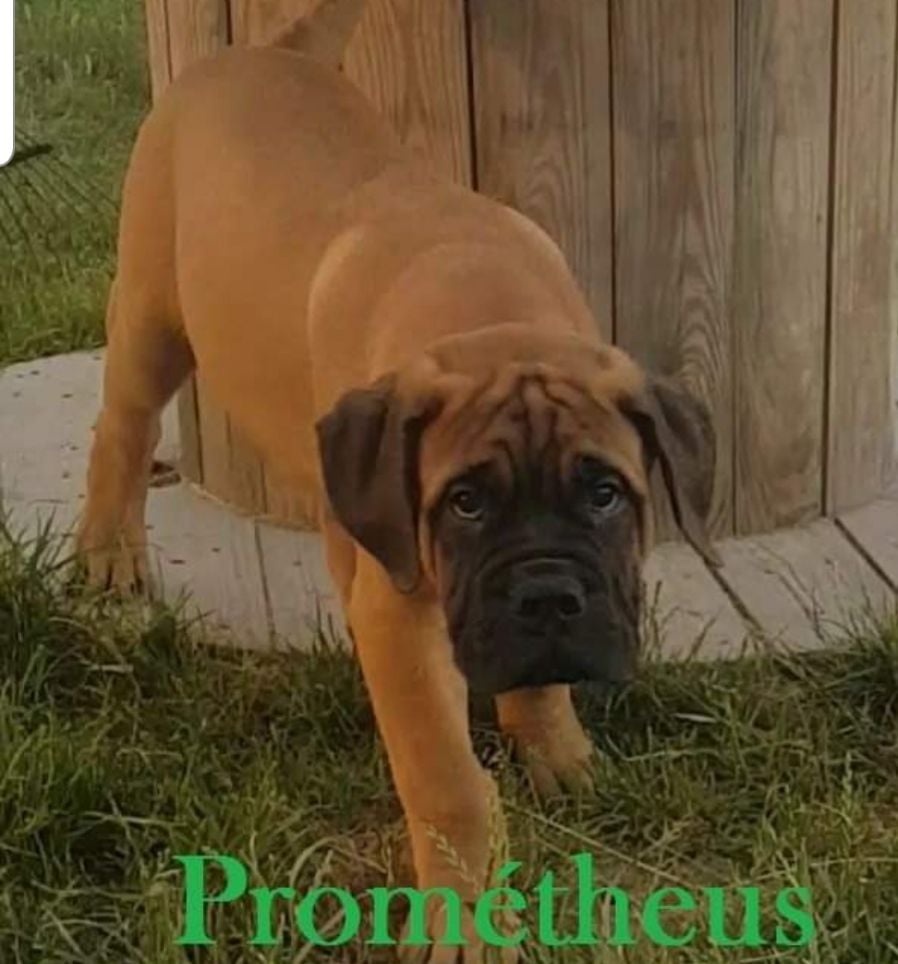 des Monts Du Gorky - Chiots disponibles - Bullmastiff