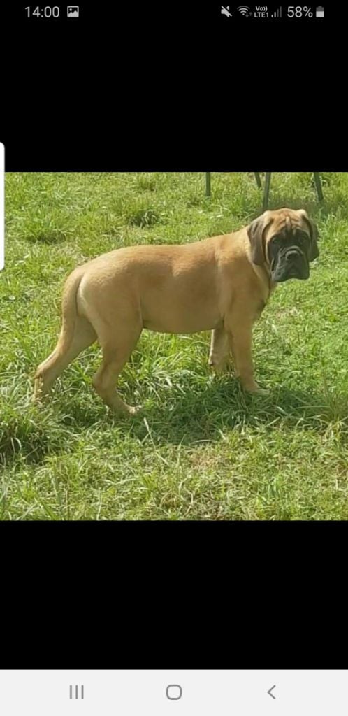 des Monts Du Gorky - Chiots disponibles - Bullmastiff