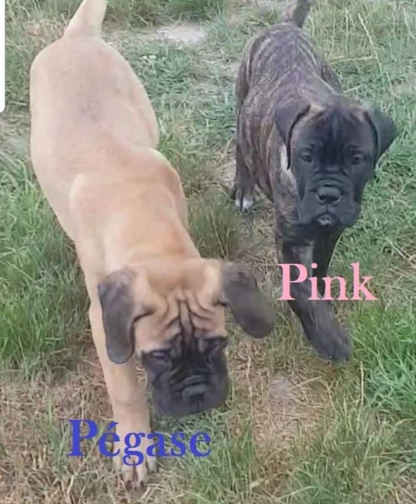 des Monts Du Gorky - Chiots disponibles - Bullmastiff