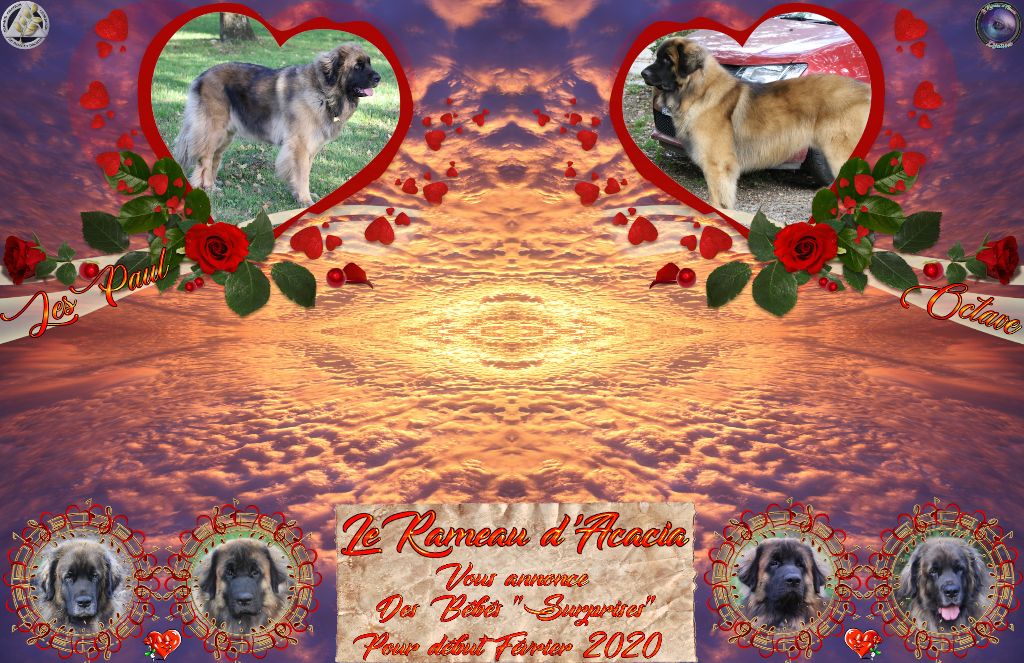 Du rameau d'acacia - Leonberger - Portée née le 03/02/2020