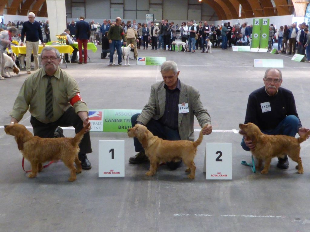 Spécaile Fauve RENNES 2017