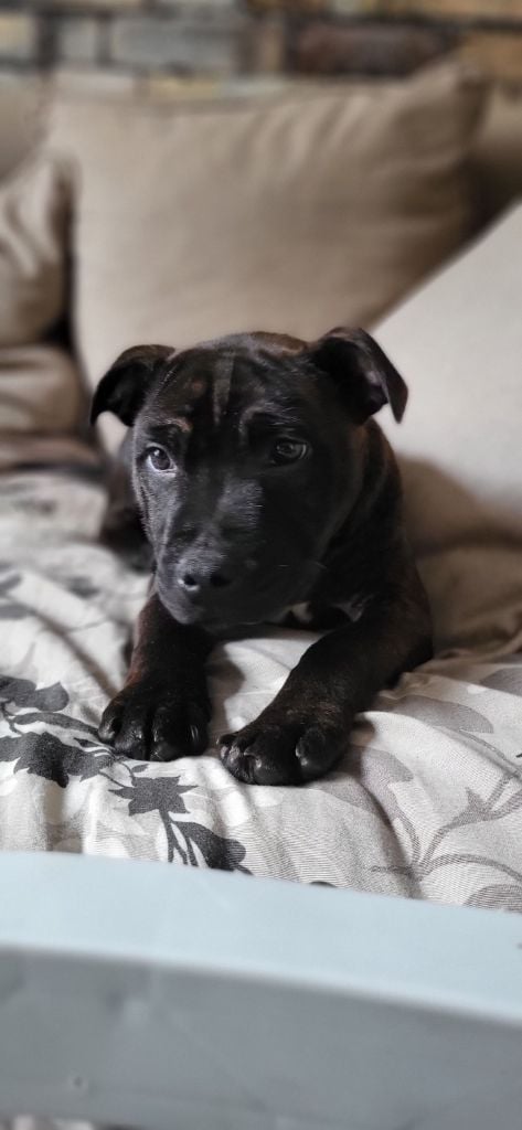 Ghost Of Midnight - Chiots disponibles - Staffordshire Bull Terrier