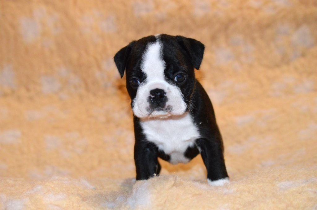 De La Colline Aux Crocs D'or - Chiots disponibles - Boston Terrier