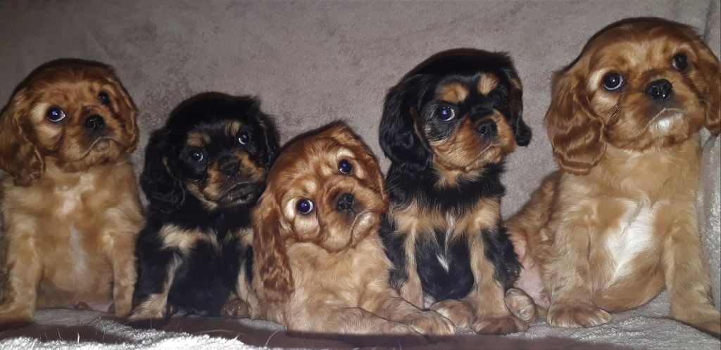 De L'Elite Du Kevezer - Cavalier King Charles Spaniel - Portée née le 10/10/2018