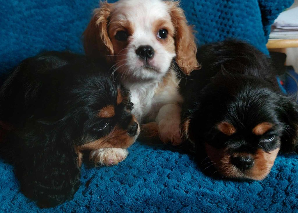 De L'Elite Du Kevezer - Cavalier King Charles Spaniel - Portée née le 25/09/2023