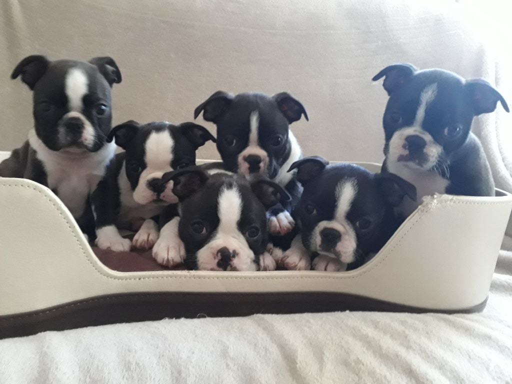 De L'Elite Du Kevezer - Boston Terrier - Portée née le 22/06/2019