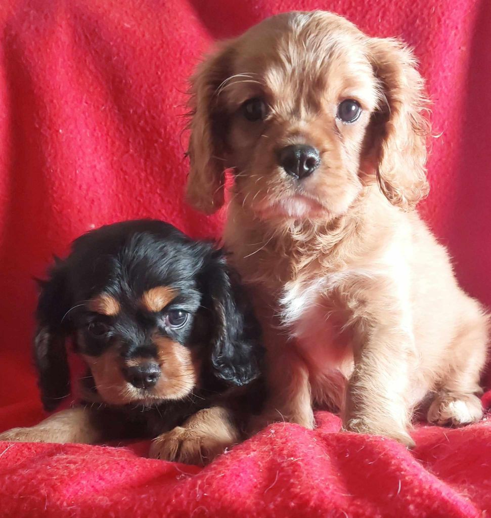 De L'Elite Du Kevezer - Cavalier King Charles Spaniel - Portée née le 14/11/2023