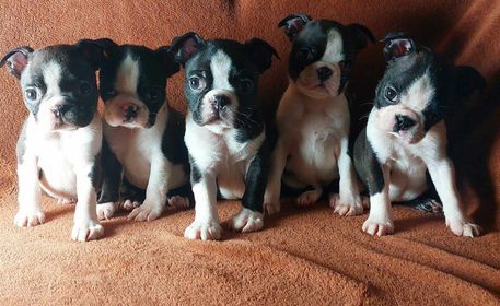 De L'Elite Du Kevezer - Boston Terrier - Portée née le 13/02/2024