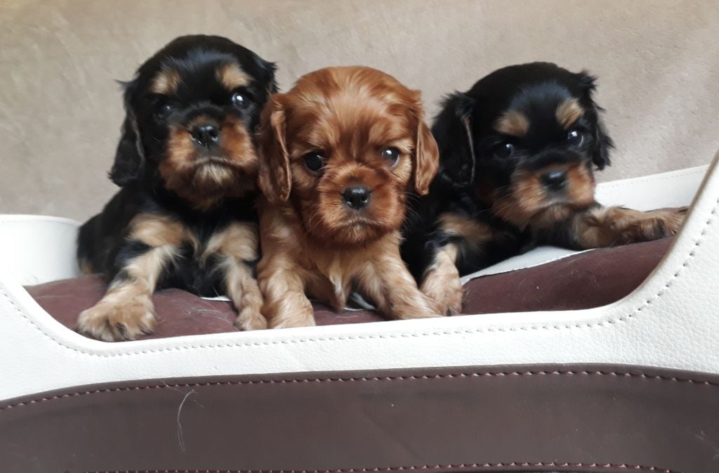 De L'Elite Du Kevezer - Cavalier King Charles Spaniel - Portée née le 07/06/2018