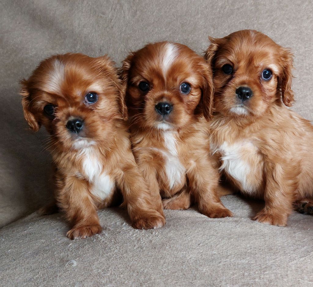 De L'Elite Du Kevezer - Cavalier King Charles Spaniel - Portée née le 24/11/2021